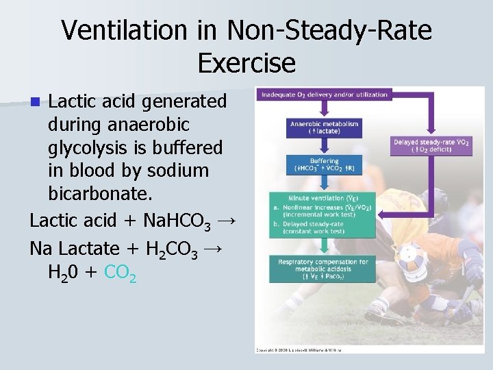 Ventilation in Non-Steady-Rate Exercise Lactic acid generated during anaerobic glycolysis is buffered in blood