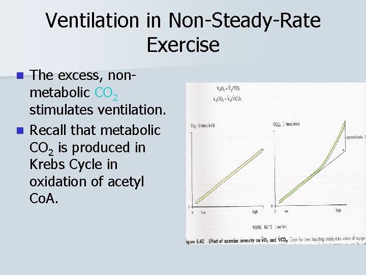 Ventilation in Non-Steady-Rate Exercise The excess, nonmetabolic CO 2 stimulates ventilation. n Recall that