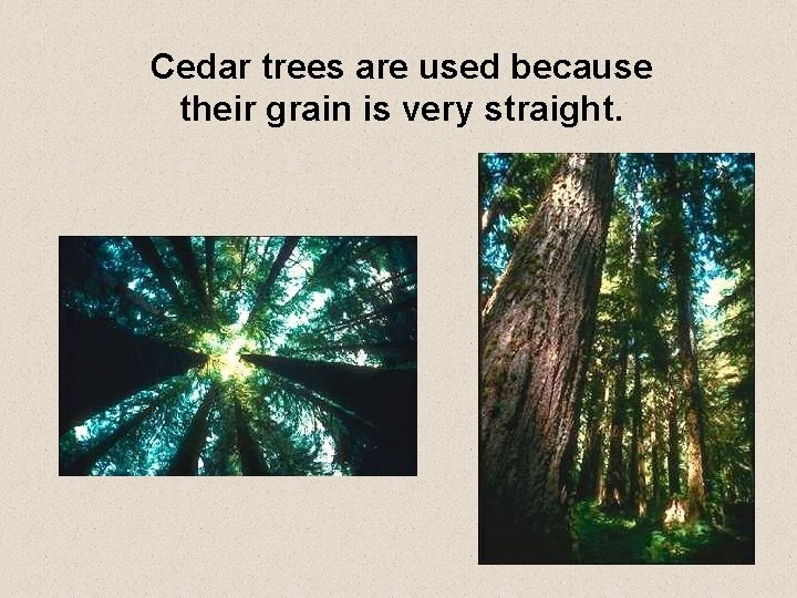 Cedar trees are used because their grain is very straight. 2 