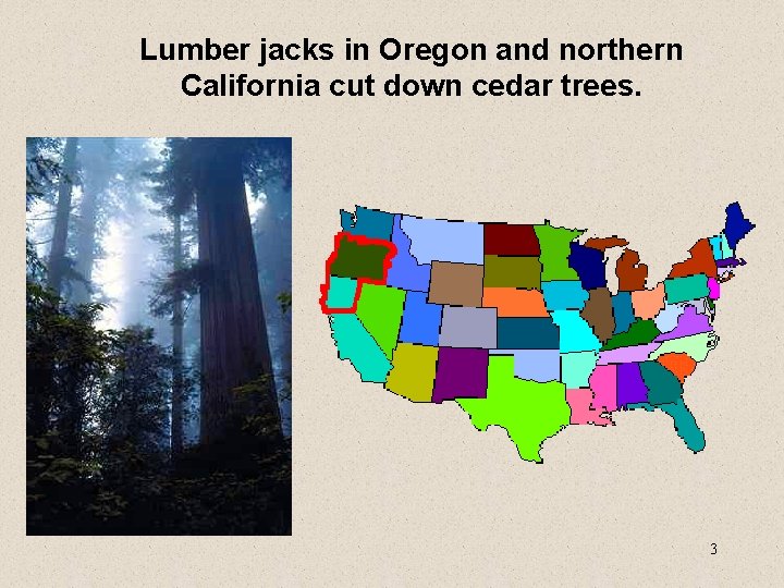 Lumber jacks in Oregon and northern California cut down cedar trees. 3 