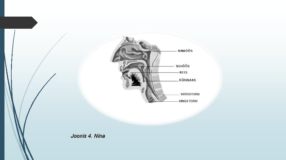 Joonis 4. Nina 