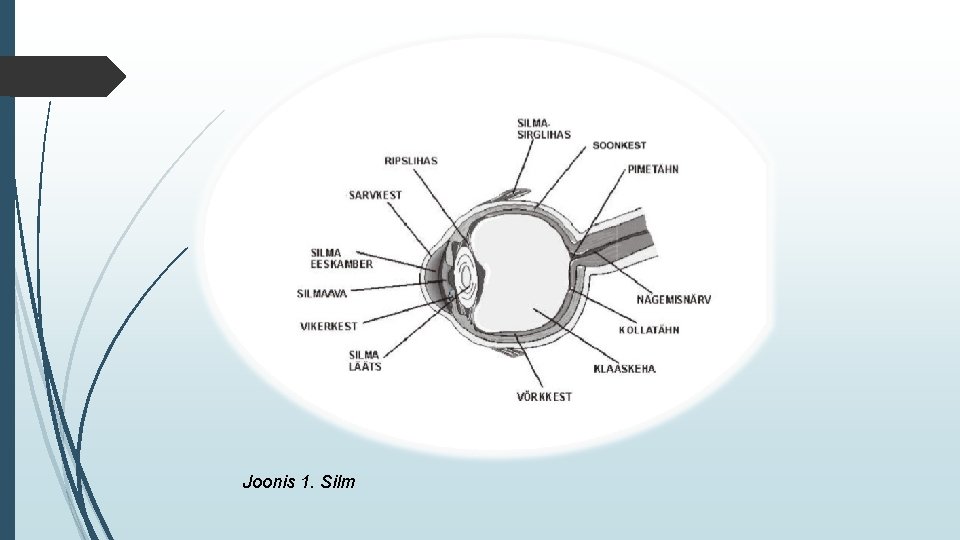 Joonis 1. Silm 