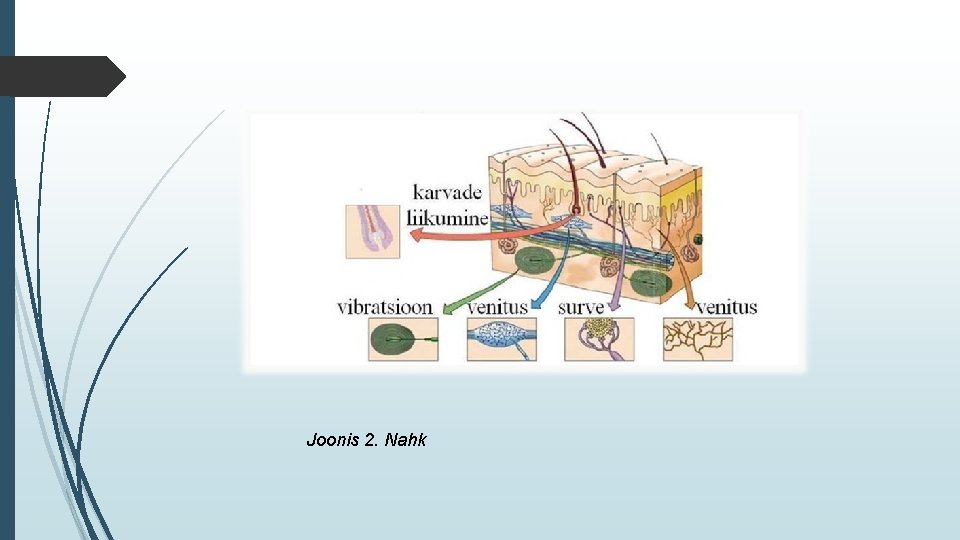 Joonis 2. Nahk 