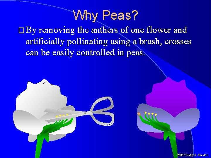 Why Peas? � By removing the anthers of one flower and artificially pollinating using