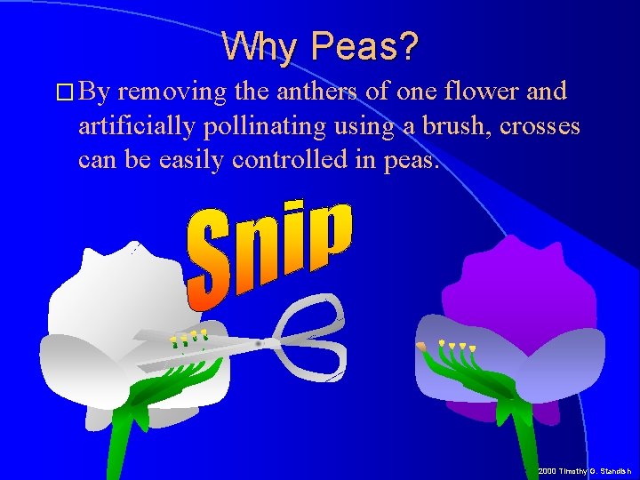 Why Peas? � By removing the anthers of one flower and artificially pollinating using