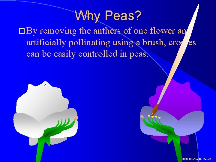 Why Peas? � By removing the anthers of one flower and artificially pollinating using