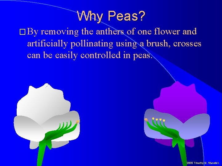 Why Peas? � By removing the anthers of one flower and artificially pollinating using