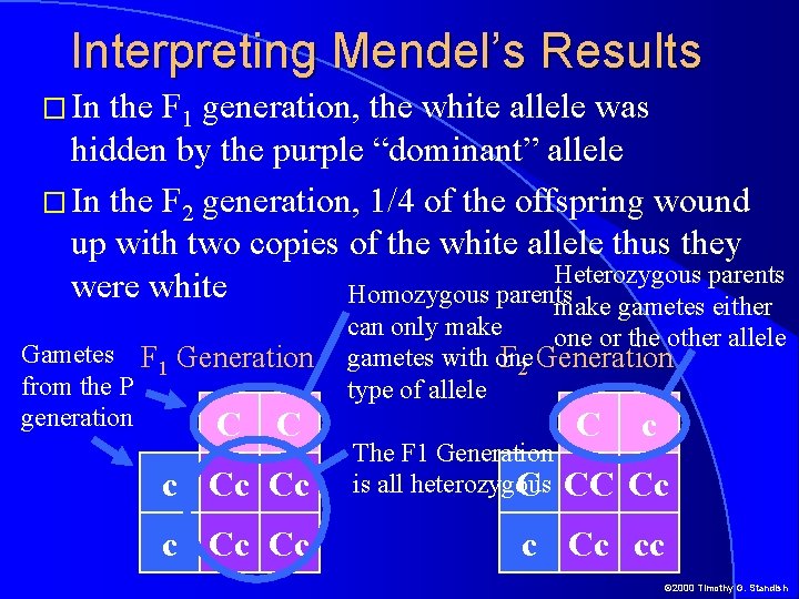 Interpreting Mendel’s Results � In the F 1 generation, the white allele was hidden