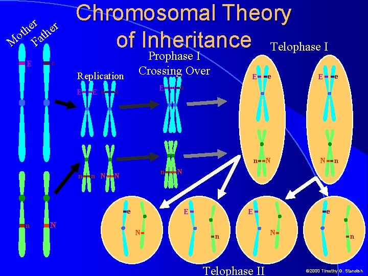 r r e e h ot ath M F E Chromosomal Theory of Inheritance