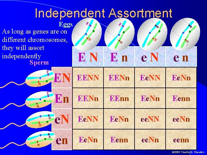 Independent Assortment Eggs As long as genes are on different chromosomes, they will assort