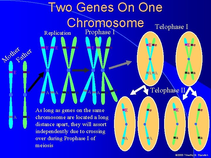 Two Genes On One Chromosome Telophase I Prophase I Replication r r e e