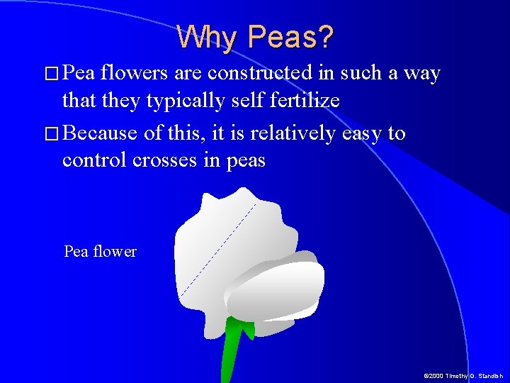 Why Peas? � Pea flowers are constructed in such a way that they typically