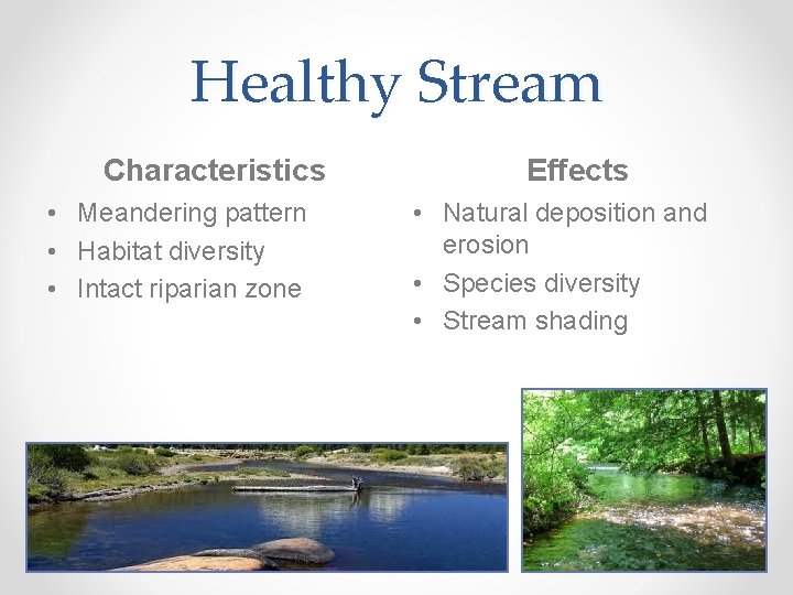 Healthy Stream Characteristics • Meandering pattern • Habitat diversity • Intact riparian zone Effects