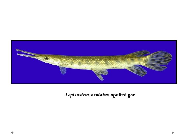 Lepisosteus oculatus spotted gar 