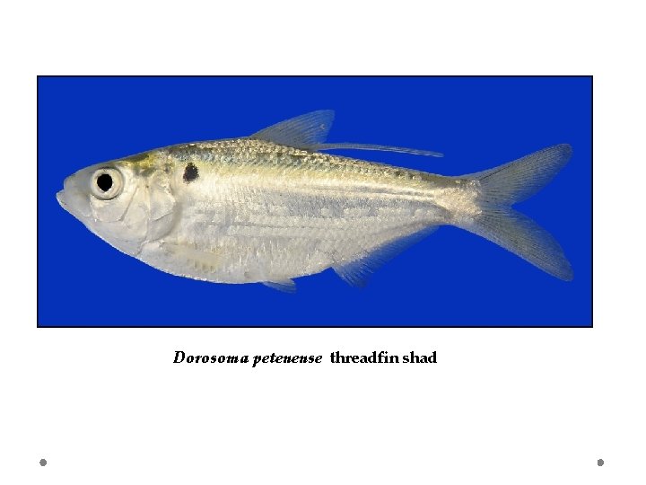 Dorosoma petenense threadfin shad 
