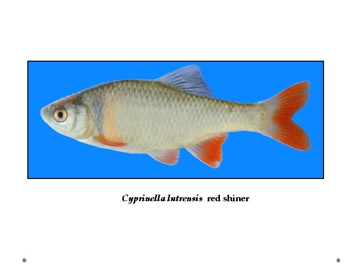 Cyprinella lutrensis red shiner 