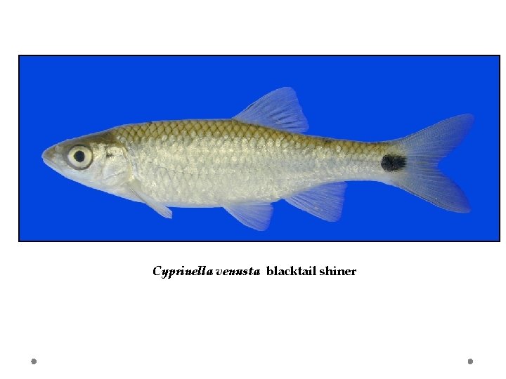 Cyprinella venusta blacktail shiner 