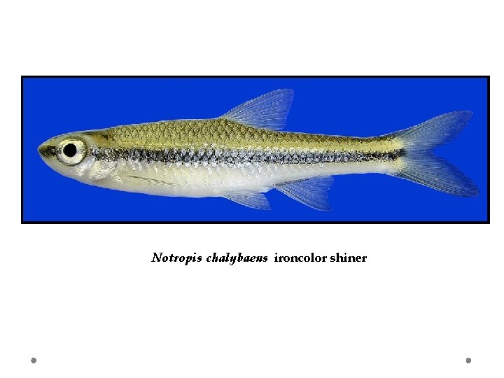 Notropis chalybaeus ironcolor shiner 