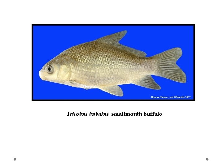 Ictiobus bubalus smallmouth buffalo 