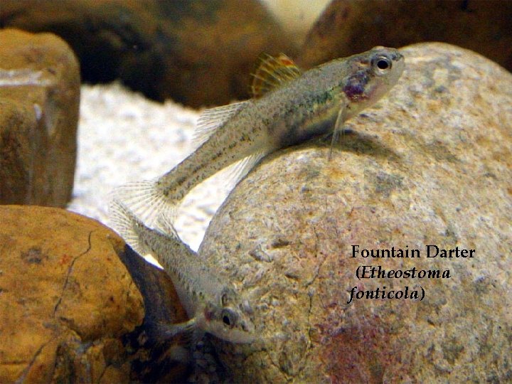 Fountain Darter (Etheostoma fonticola) 