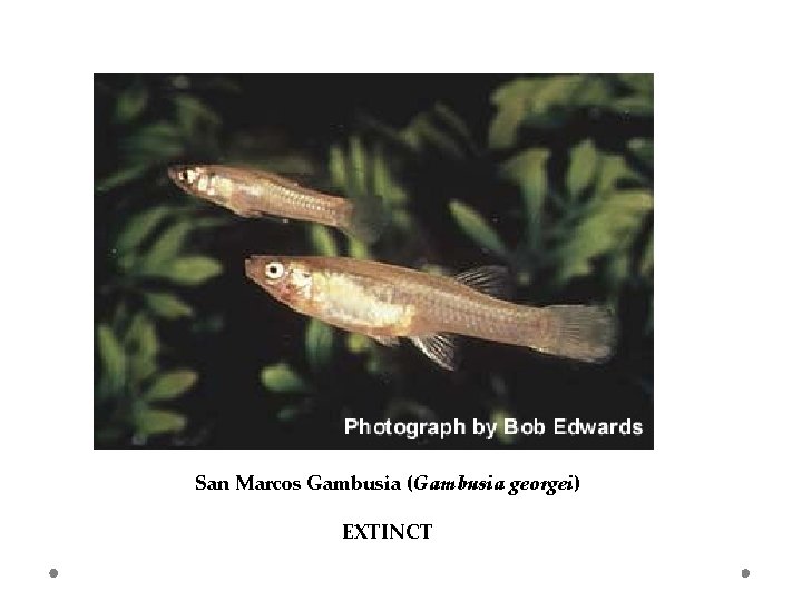 San Marcos Gambusia (Gambusia georgei) EXTINCT 