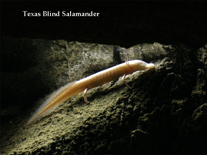 Texas Blind Salamander 