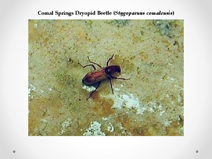 Comal Springs Dryopid Beetle (Stygoparnus comalensis) 