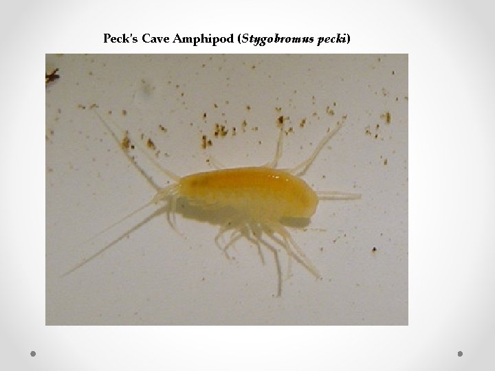 Peck's Cave Amphipod (Stygobromus pecki) 