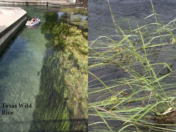 Texas Wild Rice 