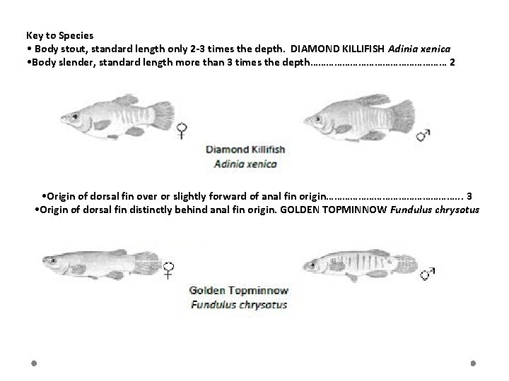 Key to Species • Body stout, standard length only 2 -3 times the depth.
