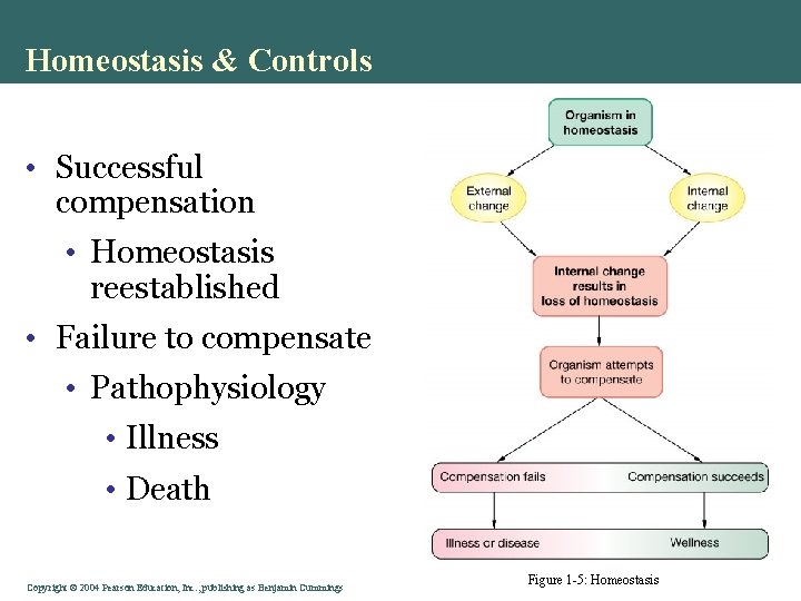 Homeostasis & Controls • Successful compensation • Homeostasis reestablished • Failure to compensate •