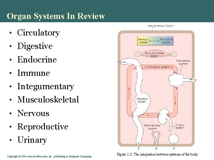 Organ Systems In Review • Circulatory • Digestive • Endocrine • Immune • Integumentary