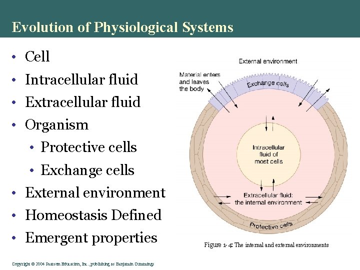 Evolution of Physiological Systems • Cell • Intracellular fluid • Extracellular fluid • Organism