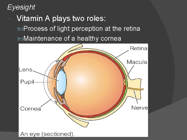 Eyesight Vitamin A plays two roles: Process of light perception at the retina Maintenance