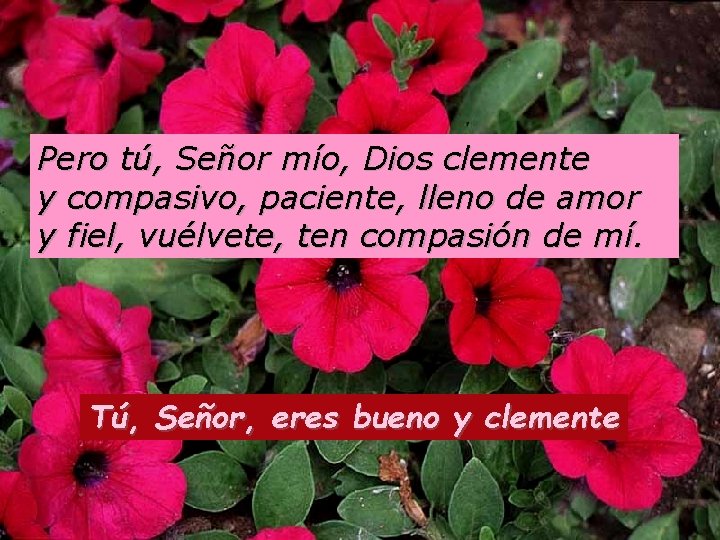 Pero tú, Señor mío, Dios clemente y compasivo, paciente, lleno de amor y fiel,