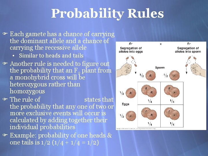 Probability Rules F Each gamete has a chance of carrying the dominant allele and