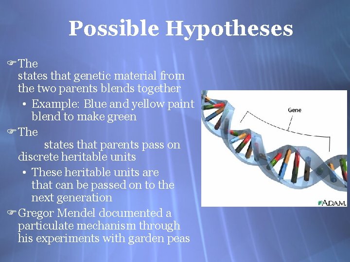Possible Hypotheses F The states that genetic material from the two parents blends together