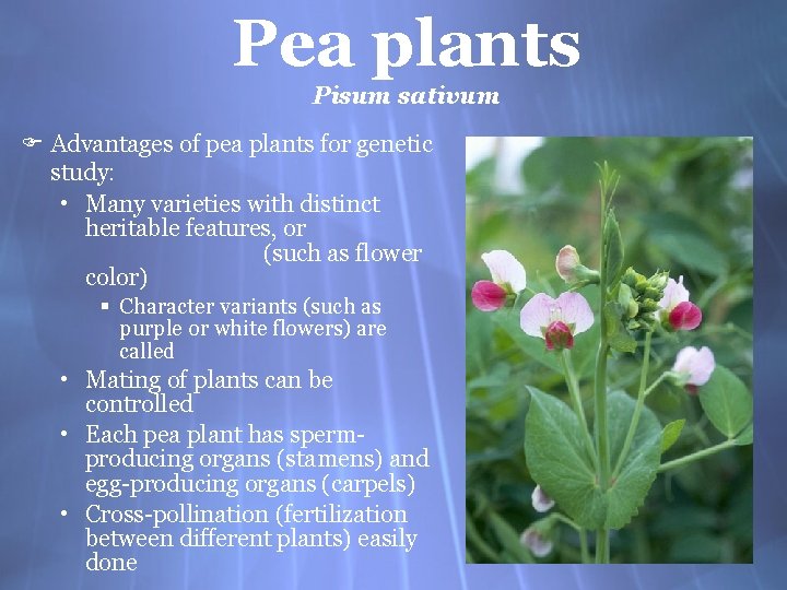 Pea plants Pisum sativum F Advantages of pea plants for genetic study: • Many