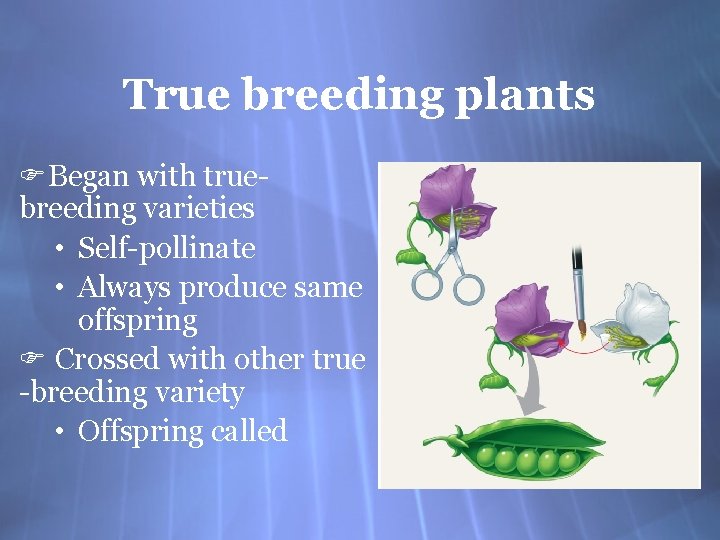 True breeding plants FBegan with truebreeding varieties • Self-pollinate • Always produce same offspring