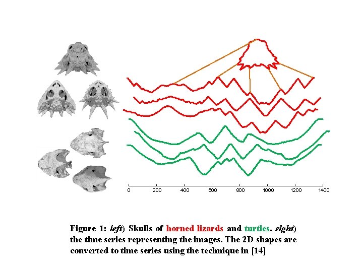 0 200 400 600 800 1000 1200 Figure 1: left) Skulls of horned lizards 0 200 400 600 800 1000 1200 Figure 1: left) Skulls of horned lizards