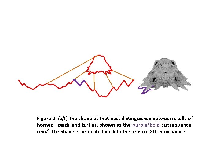 Figure 2: left) The shapelet that best distinguishes between skulls of horned lizards and Figure 2: left) The shapelet that best distinguishes between skulls of horned lizards and