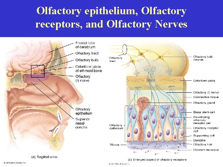 Olfactory epithelium, Olfactory receptors, and Olfactory Nerves 