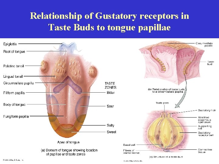 Relationship of Gustatory receptors in Taste Buds to tongue papillae 