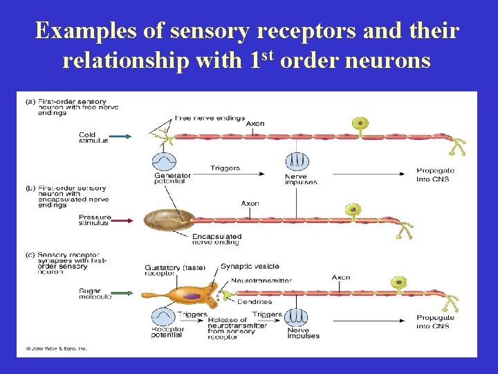 Examples of sensory receptors and their relationship with 1 st order neurons 