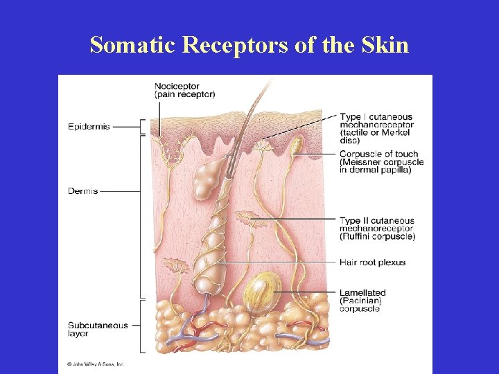 Somatic Receptors of the Skin 