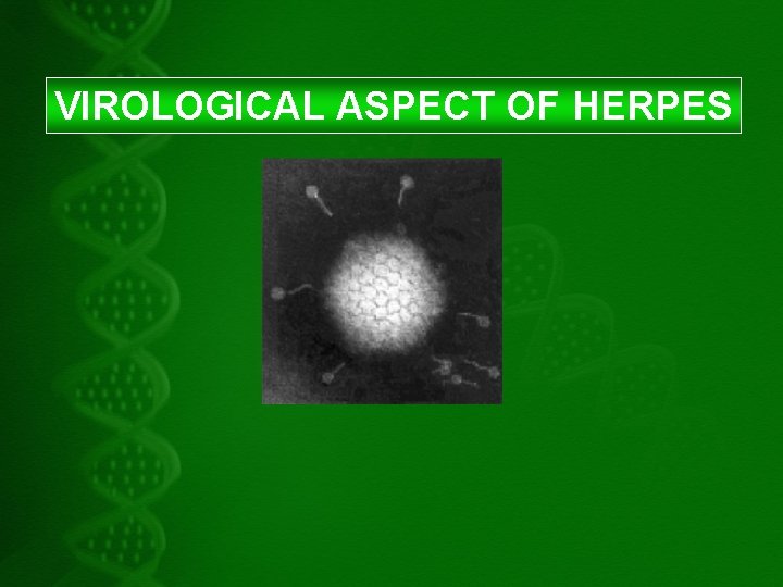 VIROLOGICAL ASPECT OF HERPES 