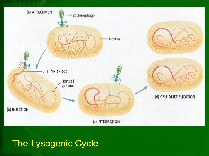 The Lysogenic Cycle 