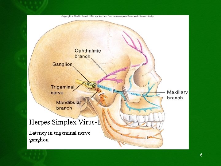 Herpes Simplex Virus-1 Latency in trigeminal nerve ganglion 6 