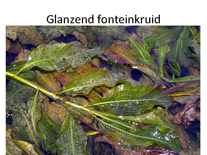 Glanzend fonteinkruid 