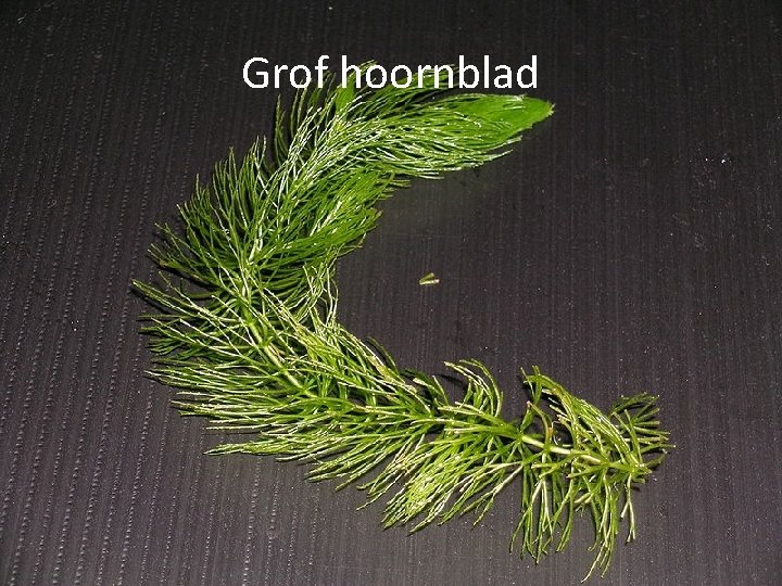 Grof hoornblad 